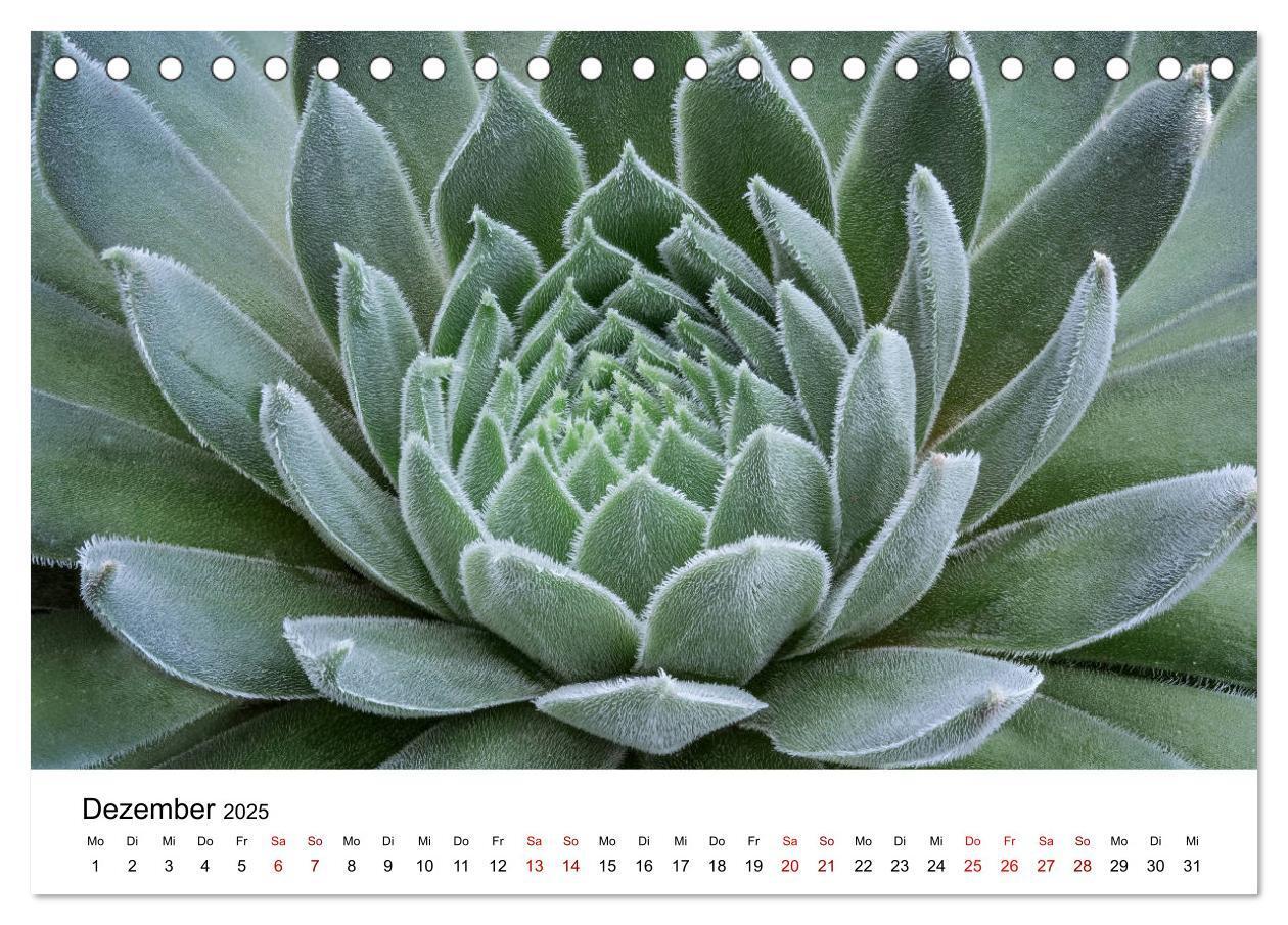 Bild: 9783435290574 | Sukkulenten Galerie (Tischkalender 2025 DIN A5 quer), CALVENDO...