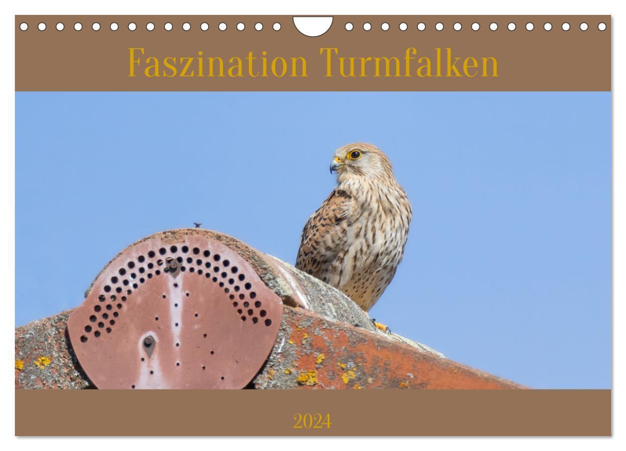 Cover: 9783675489288 | Faszination Turmfalken (Wandkalender 2024 DIN A4 quer), CALVENDO...