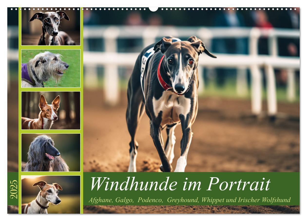 Cover: 9783457162163 | Windhunde im Portrait (Wandkalender 2025 DIN A2 quer), CALVENDO...