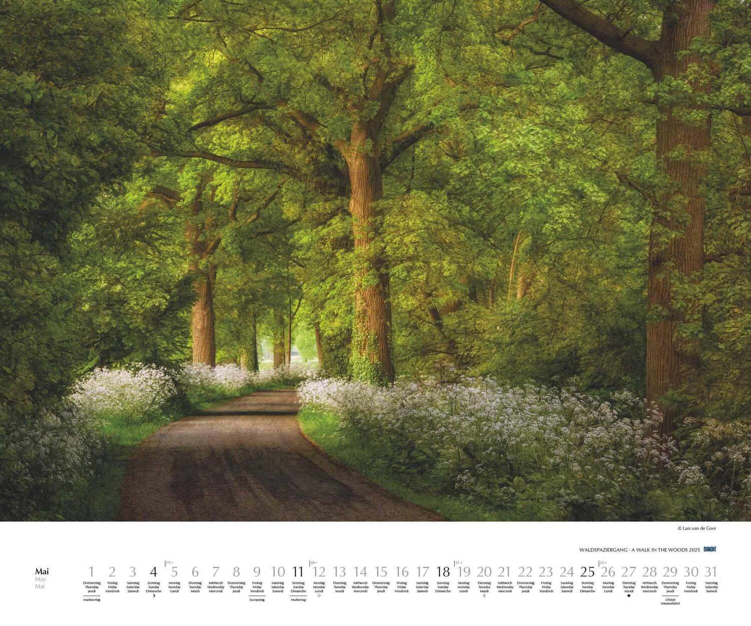 Bild: 4250809653426 | Waldspaziergang 2025 - Fotokunst-Kalender - Querformat 60 x 50 cm -...