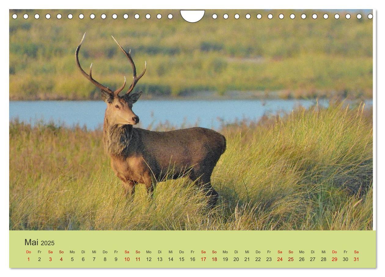 Bild: 9783435392131 | Küsten Hirsche - Rotwild auf dem Darß (Wandkalender 2025 DIN A4...