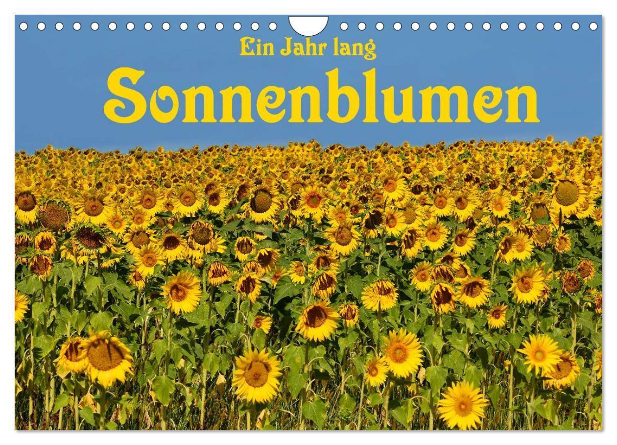 Cover: 9783435477142 | Ein Jahr lang Sonnenblumen (Wandkalender 2025 DIN A4 quer),...