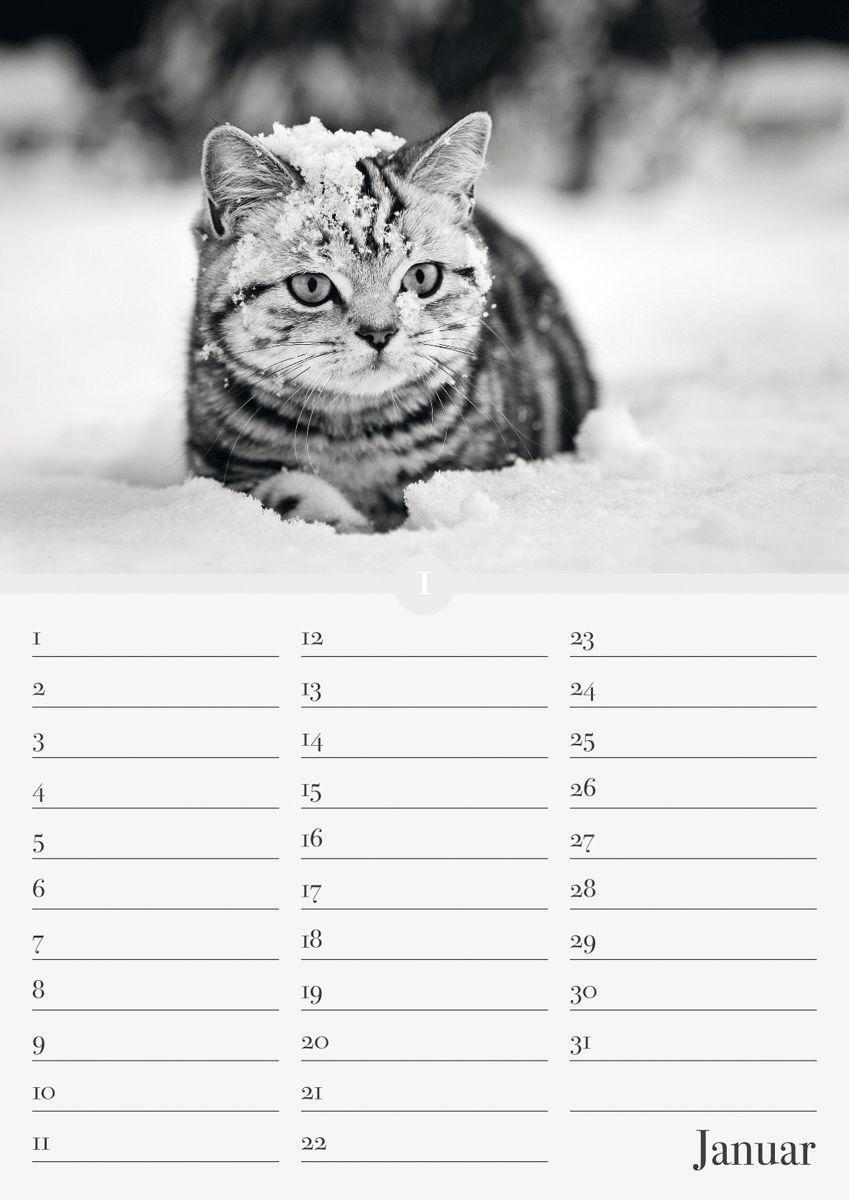 Bild: 9783840737169 | Geburtstagskalender Katzenwelt immerwährend | ALPHA EDITION | Kalender