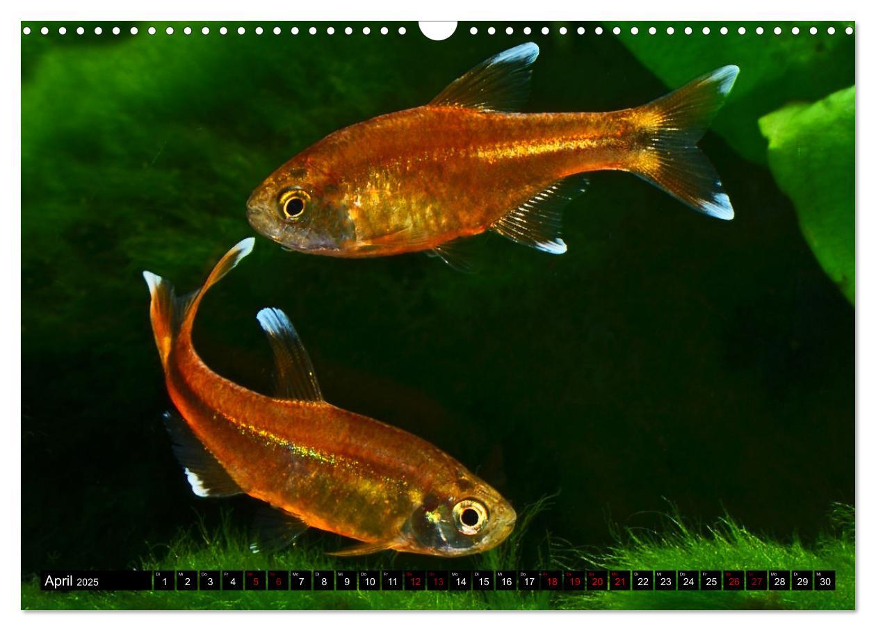 Bild: 9783383905407 | Beliebte Fische der Welt (Wandkalender 2025 DIN A3 quer), CALVENDO...