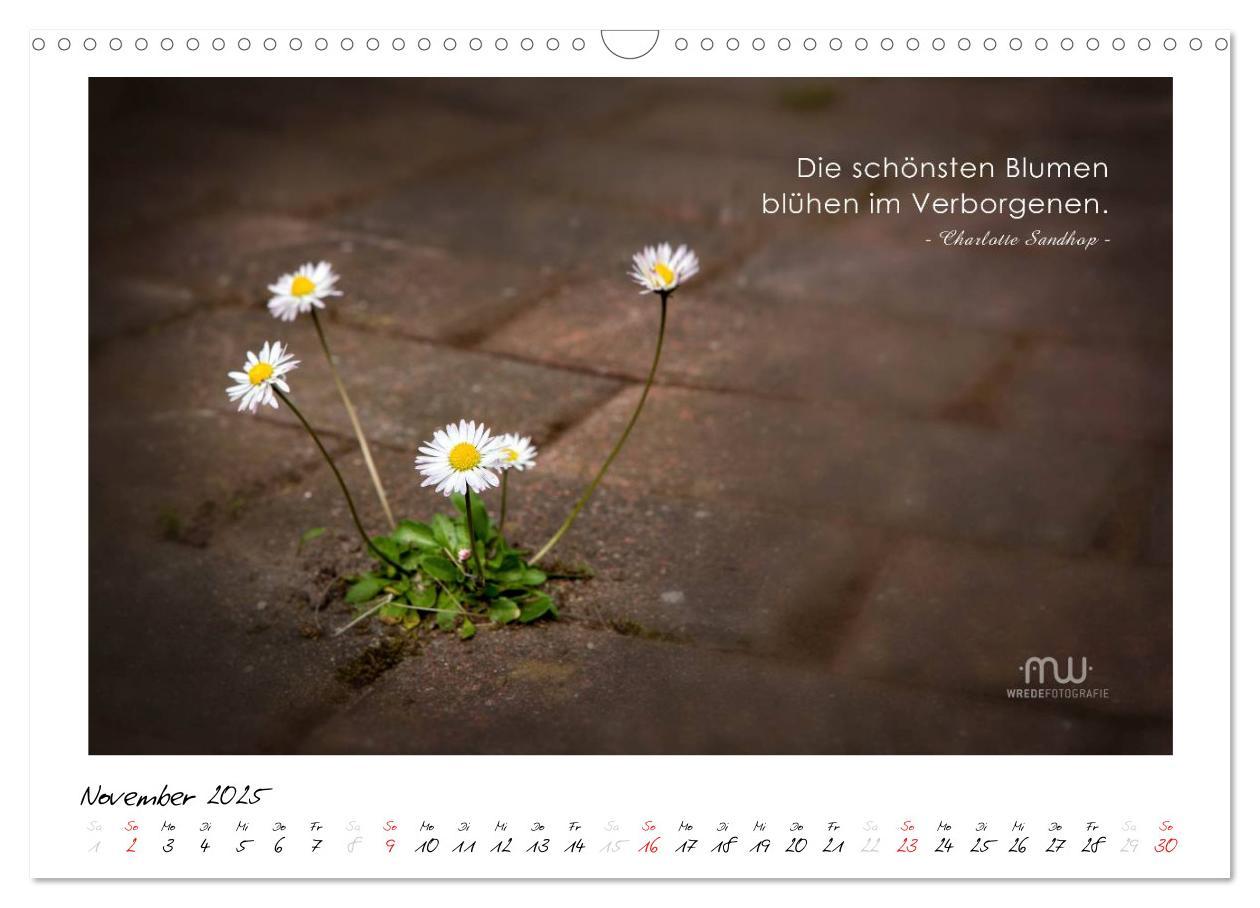 Bild: 9783435658060 | Gedanken... Bildkalender mit Sprüchen (Wandkalender 2025 DIN A3...