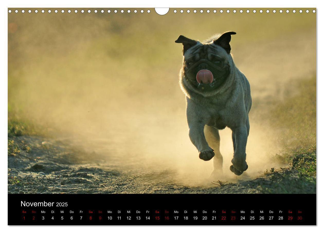 Bild: 9783435390977 | Alles Mops-Kalender 2025 (Wandkalender 2025 DIN A3 quer), CALVENDO...