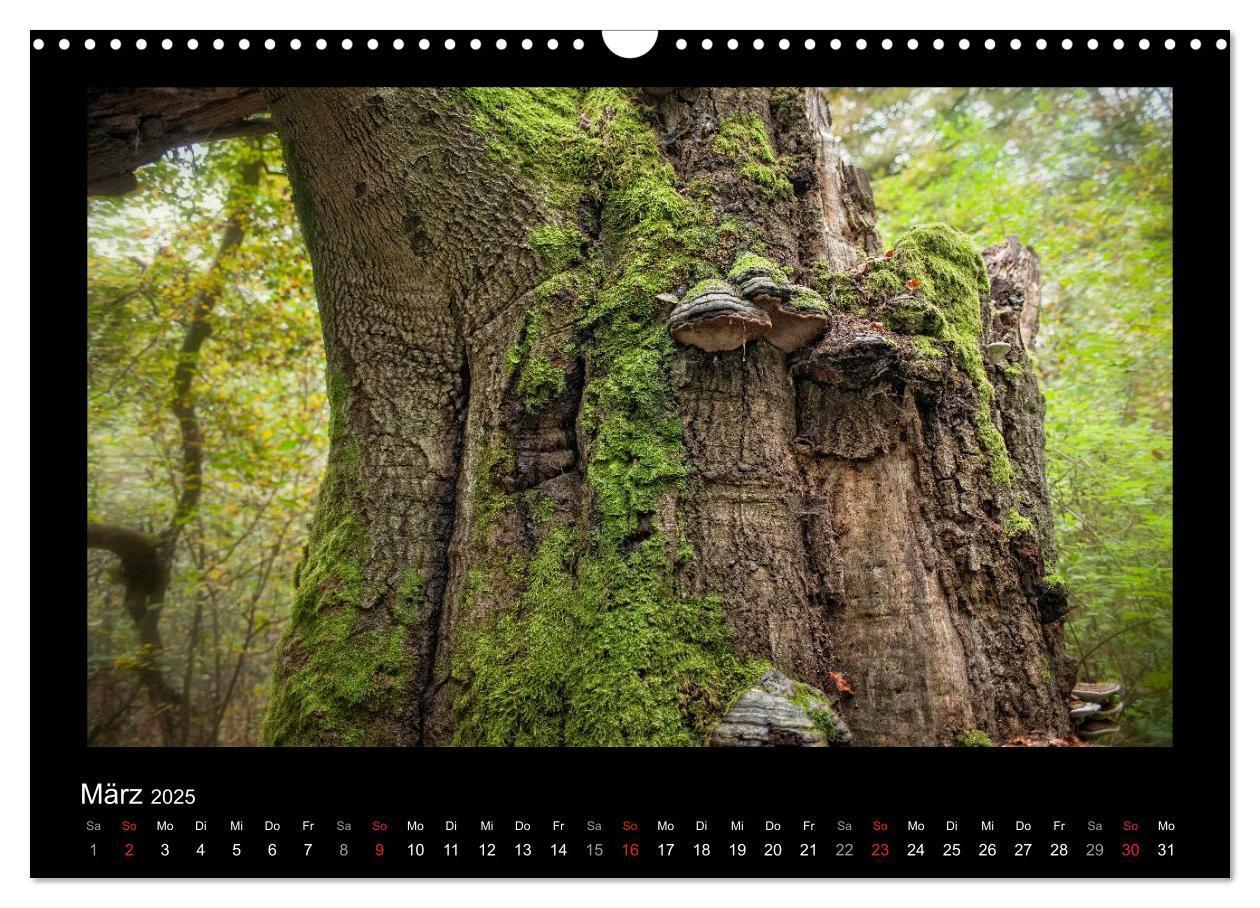 Bild: 9783435626441 | Märchenhafter Reinhardswald und Urwald Sababurg (Wandkalender 2025...