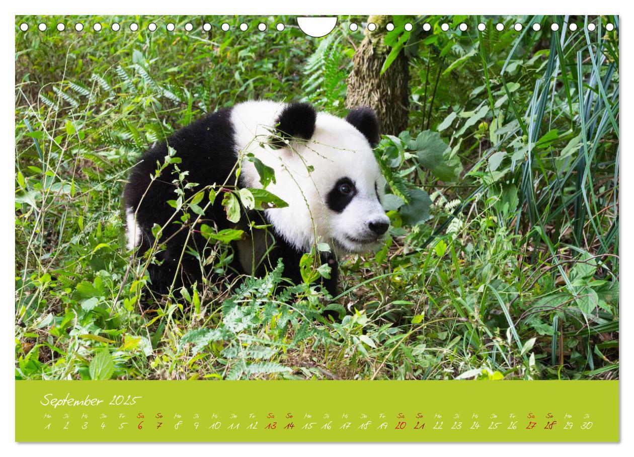 Bild: 9783435179428 | Der Große Panda Ein kuscheliger Geselle (Wandkalender 2025 DIN A4...