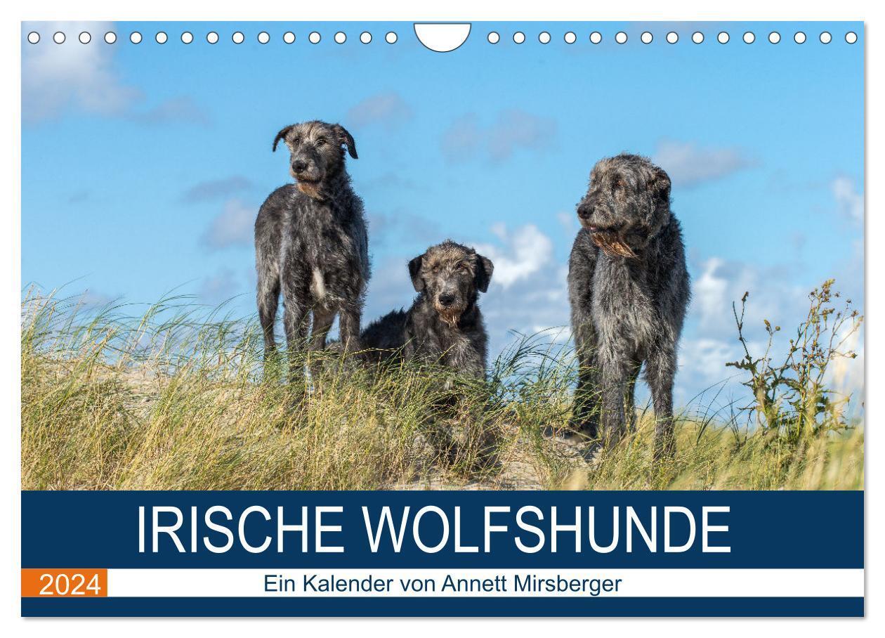 Cover: 9783383212147 | Irische Wolfshunde (Wandkalender 2024 DIN A4 quer), CALVENDO...