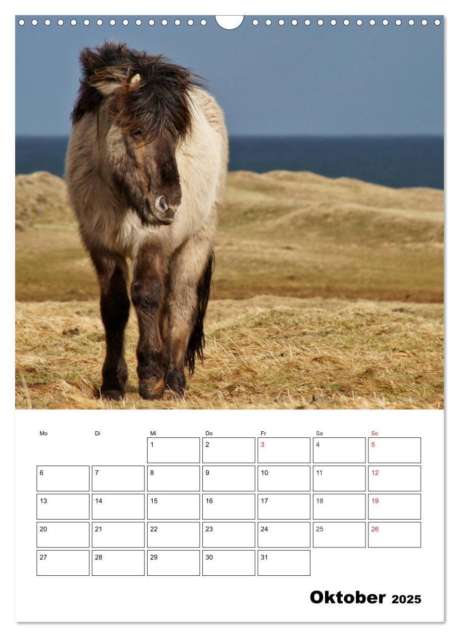 Bild: 9783457026335 | ISLANDPFERDE an der Küste von Snæfellsnes (Wandkalender 2025 DIN A3...