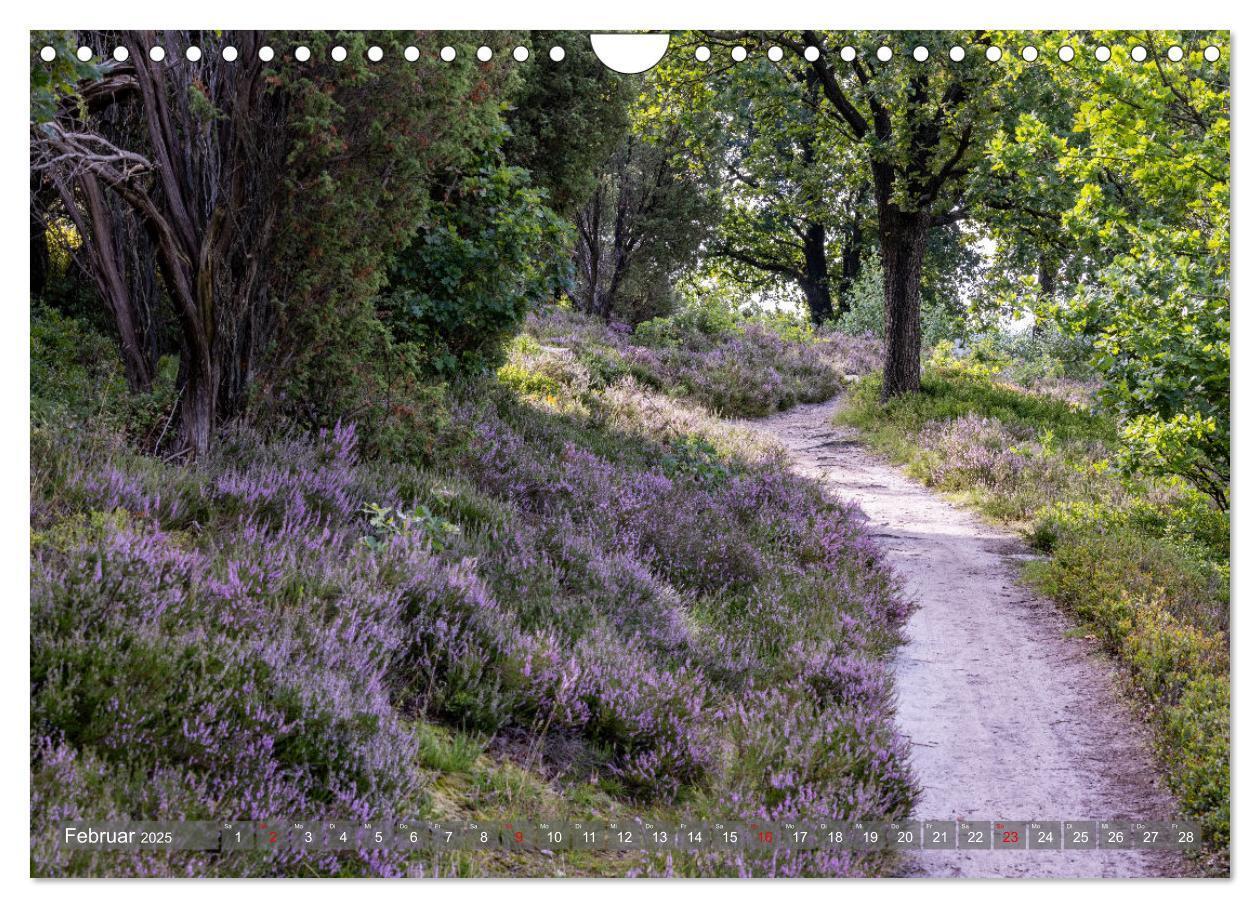 Bild: 9783383841361 | Die Lüneburger Heide - In voller Blüte (Wandkalender 2025 DIN A4...