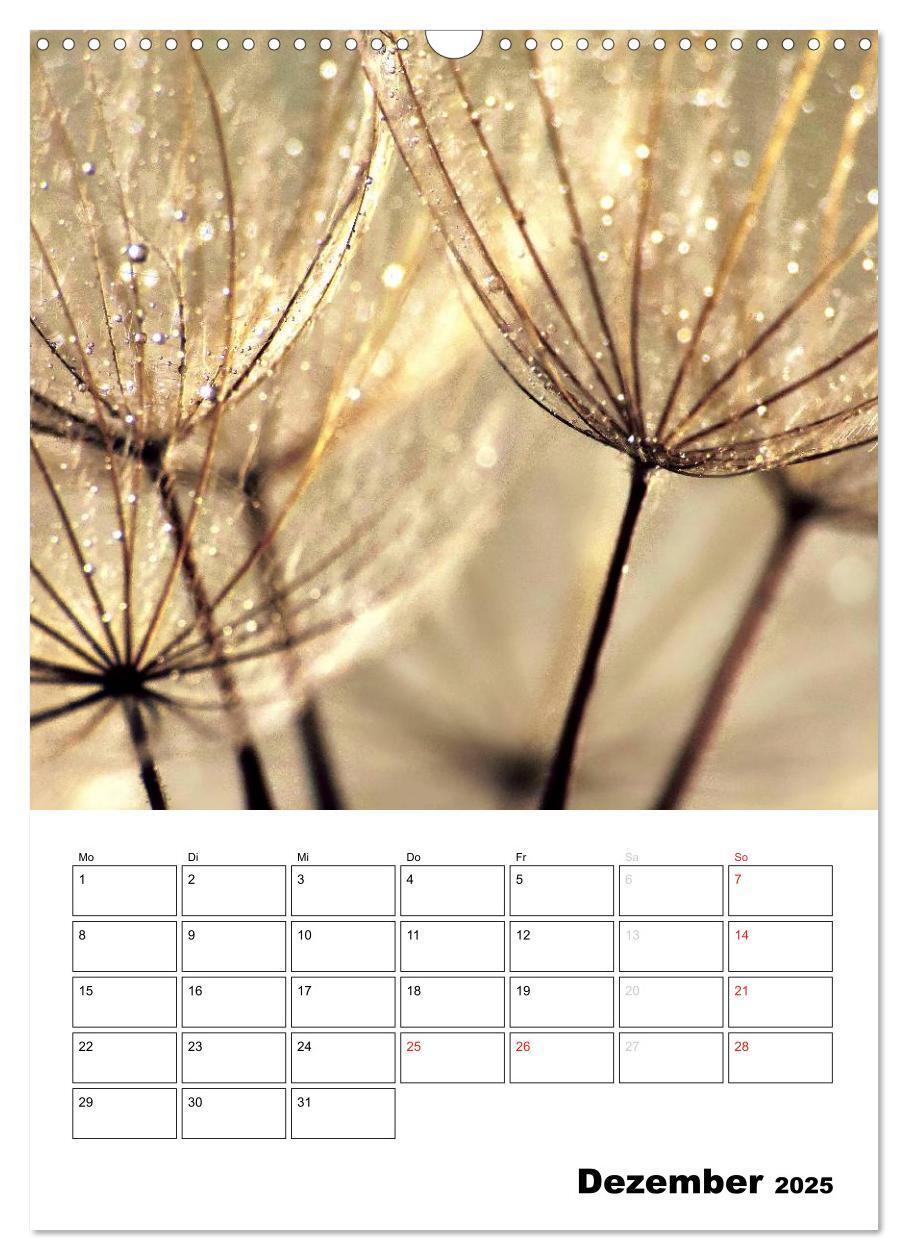 Bild: 9783457068458 | Pusteblumentraum - Dreams of Dandelion (Wandkalender 2025 DIN A3...