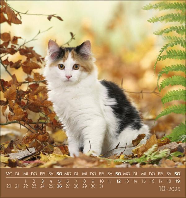 Bild: 9783731876724 | Schmusekatzen 2025 | aufstellbarer Postkartenkalender | Verlag Korsch