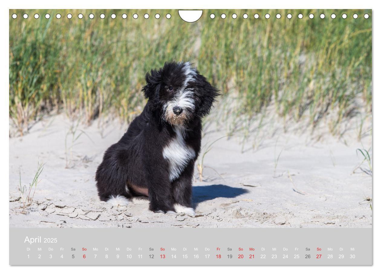 Bild: 9783435427239 | BEARDED COLLIES 2025 (Wandkalender 2025 DIN A4 quer), CALVENDO...