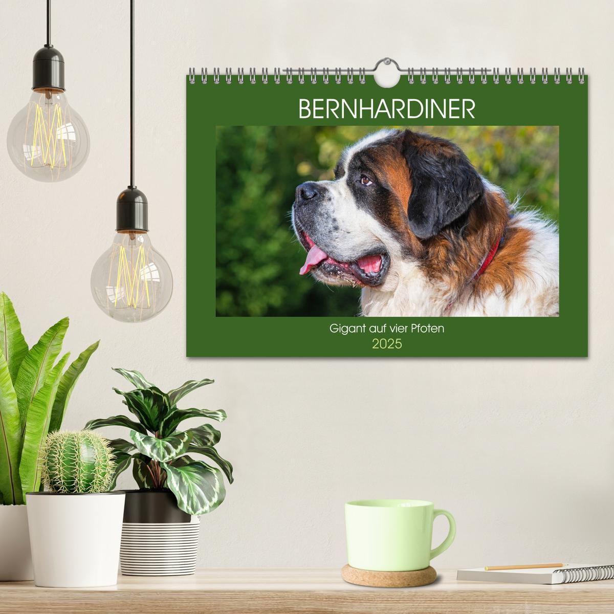 Bild: 9783435189960 | Bernhardiner - Gigant auf vier Pfoten (Wandkalender 2025 DIN A4...