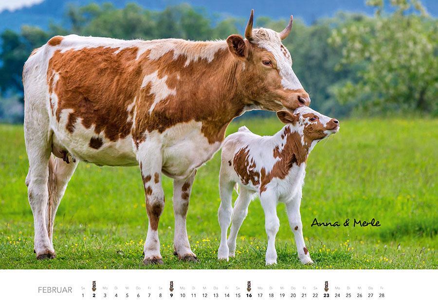 Bild: 9783966648226 | Kühe Kalender 2025 | Der Tierkalender mit den charmanten Namen | 14 S.