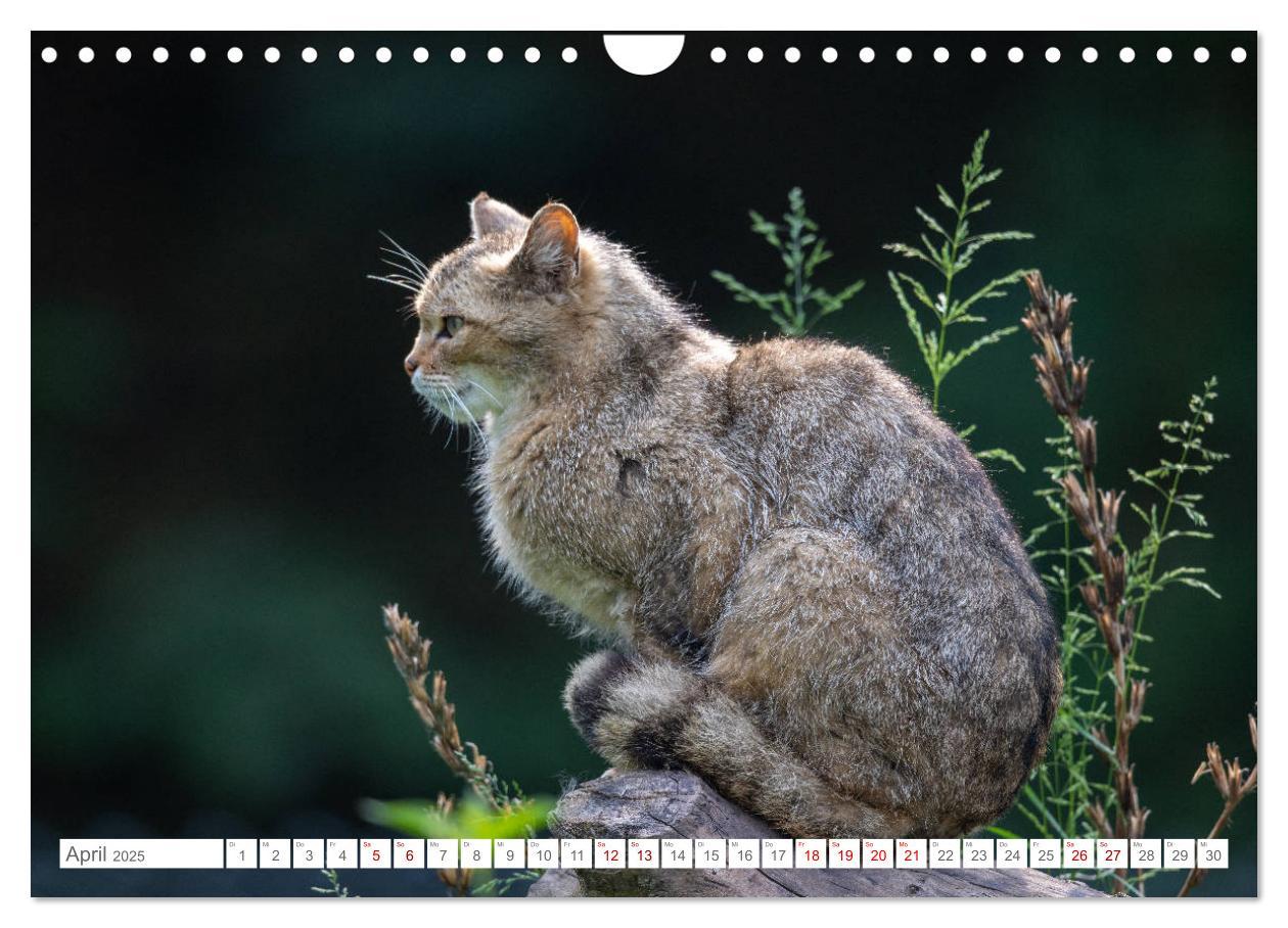 Bild: 9783435219797 | Wildkatzen - die anmutigsten Raubiere in Europa. (Wandkalender 2025...