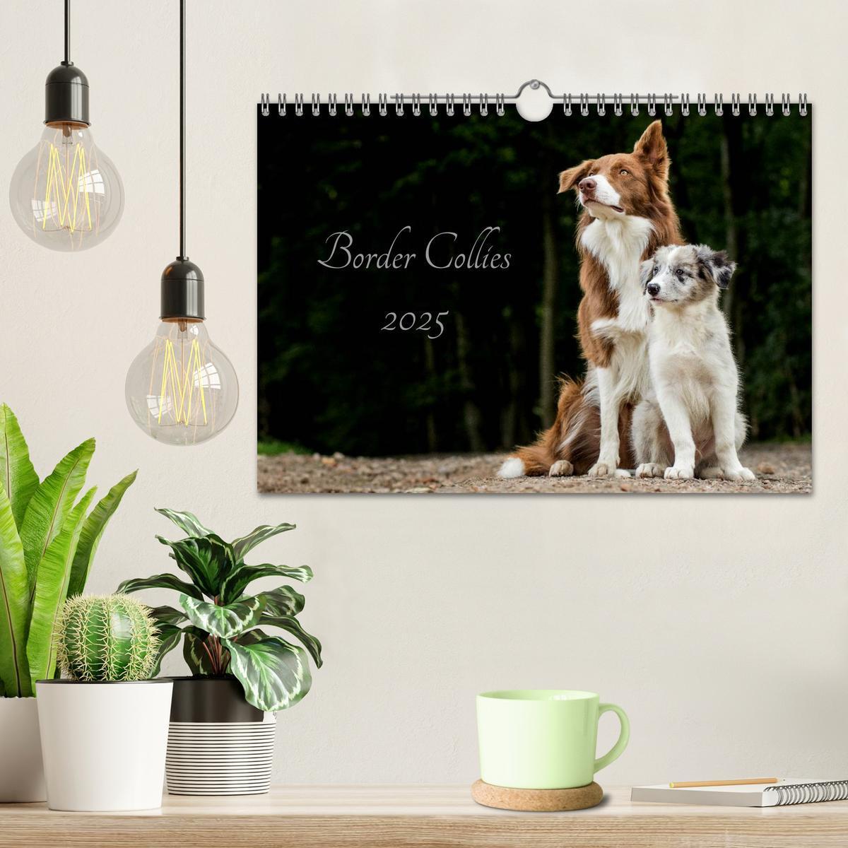 Bild: 9783435578153 | Border Collies 2025 (Wandkalender 2025 DIN A4 quer), CALVENDO...