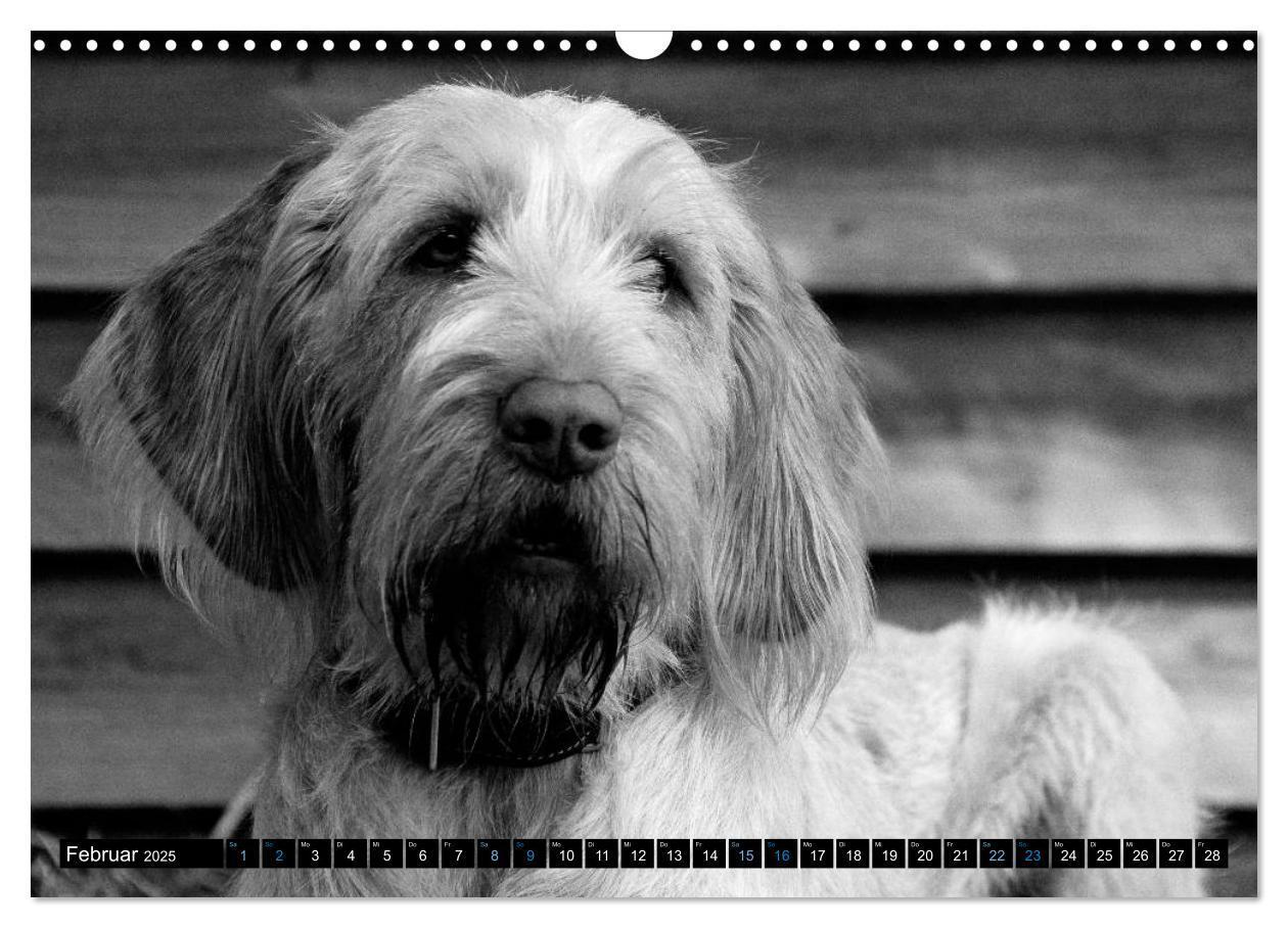 Bild: 9783435629510 | Carissimo Spinone Italiano (Wandkalender 2025 DIN A3 quer),...