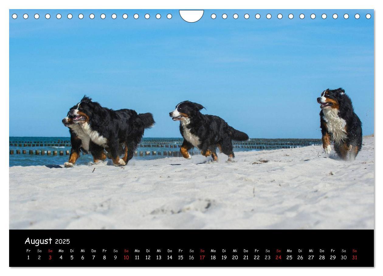 Bild: 9783435770861 | Berner Sennenhund 2025 (Wandkalender 2025 DIN A4 quer), CALVENDO...