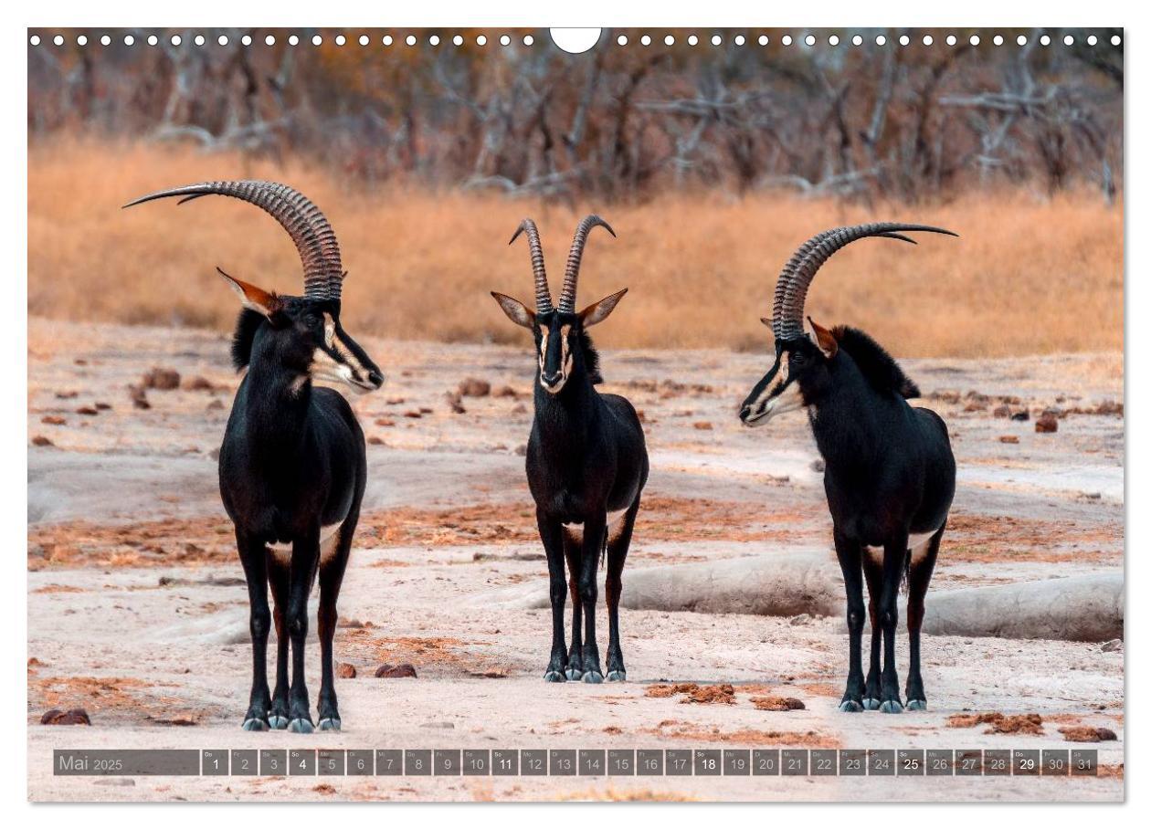 Bild: 9783435725472 | Botswana ¿ Landschaft und Tierwelt (Wandkalender 2025 DIN A3 quer),...