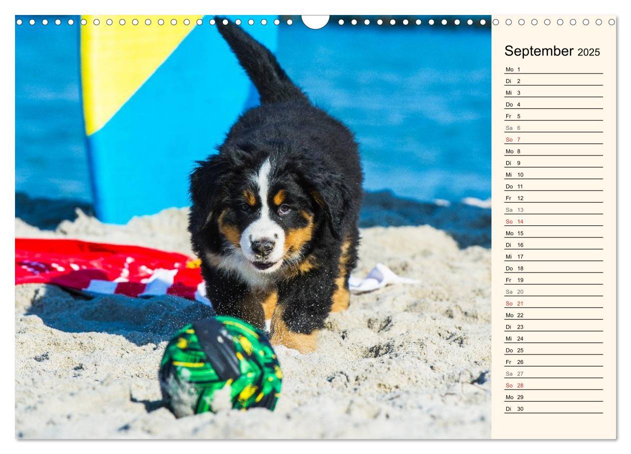 Bild: 9783435478194 | Seebärchen entdecken die Welt - Berner Sennenhunde (Wandkalender...