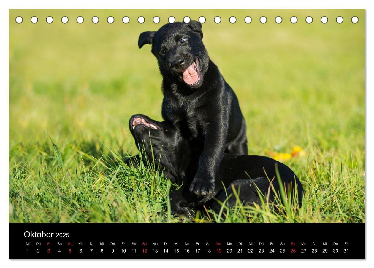 Bild: 9783435760510 | Labrador Retriever 2025 (Tischkalender 2025 DIN A5 quer), CALVENDO...