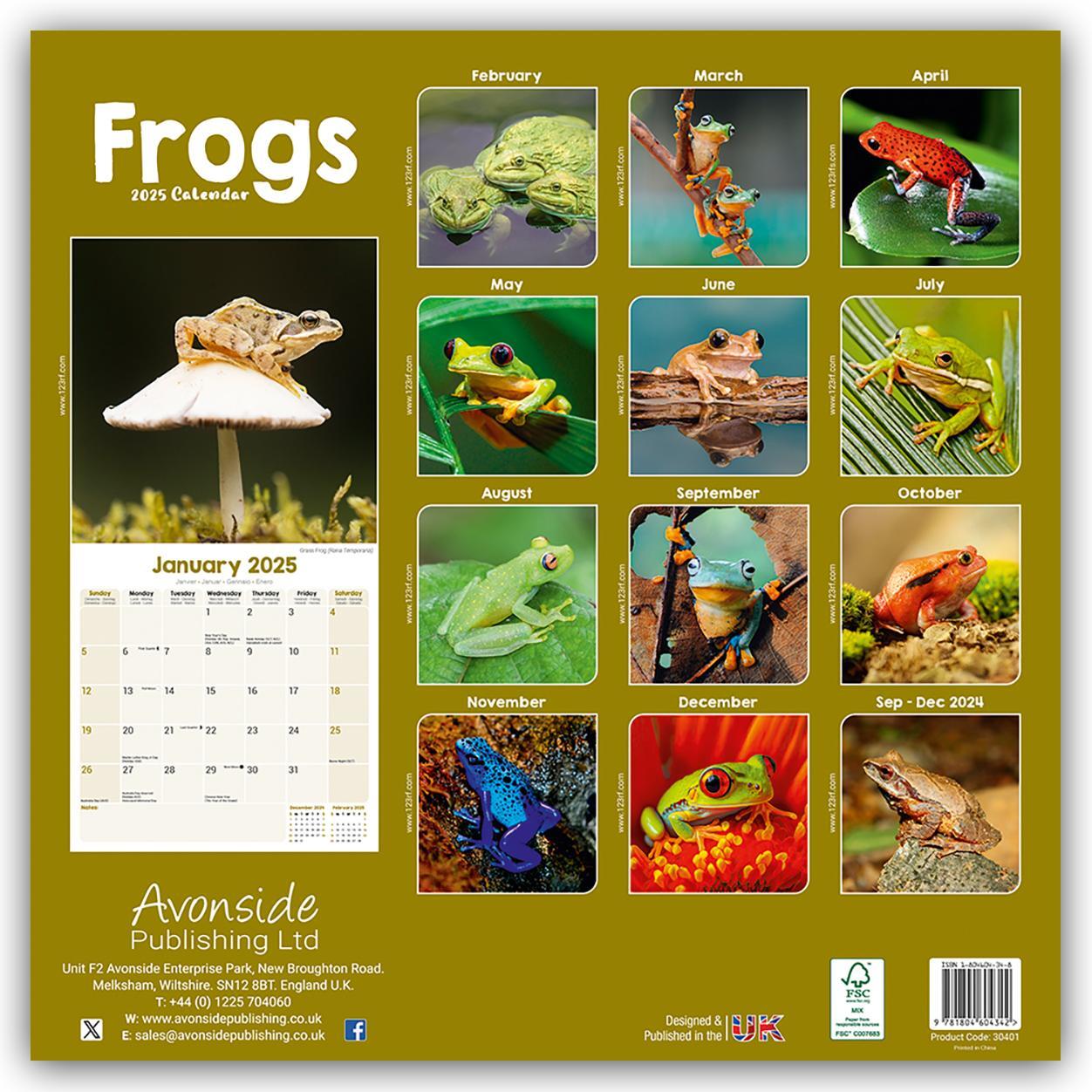 Rückseite: 9781804604342 | Frogs - Frösche 2025 - 16-Monatskalender | Avonside Publishing Ltd