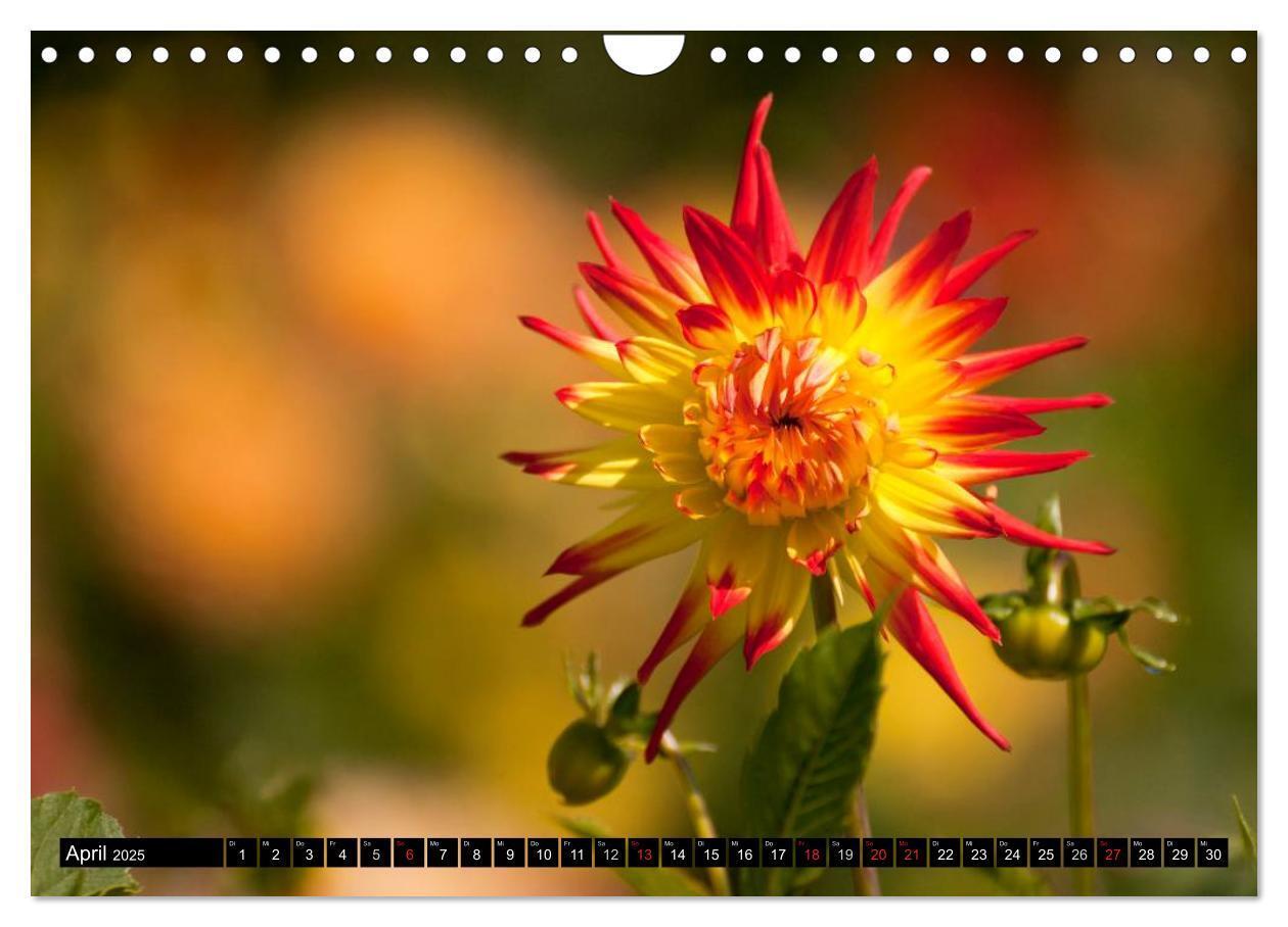 Bild: 9783435664047 | Dahlia - Dahlien (Wandkalender 2025 DIN A4 quer), CALVENDO...