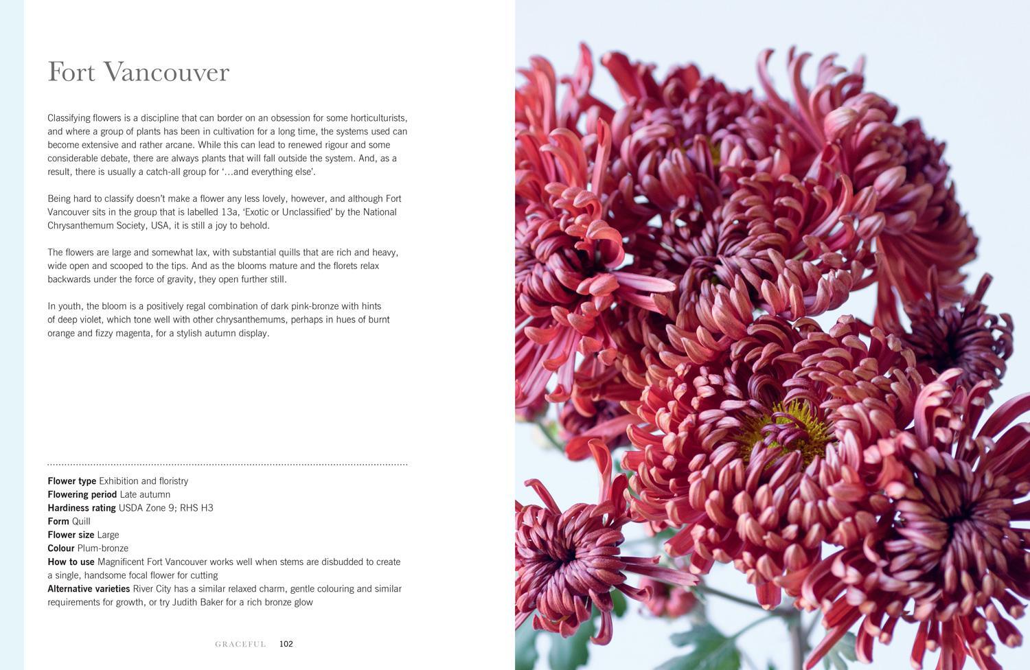 Bild: 9780008662738 | Chrysanthemums | Beautiful Varieties for Home and Garden | Buch | 2024