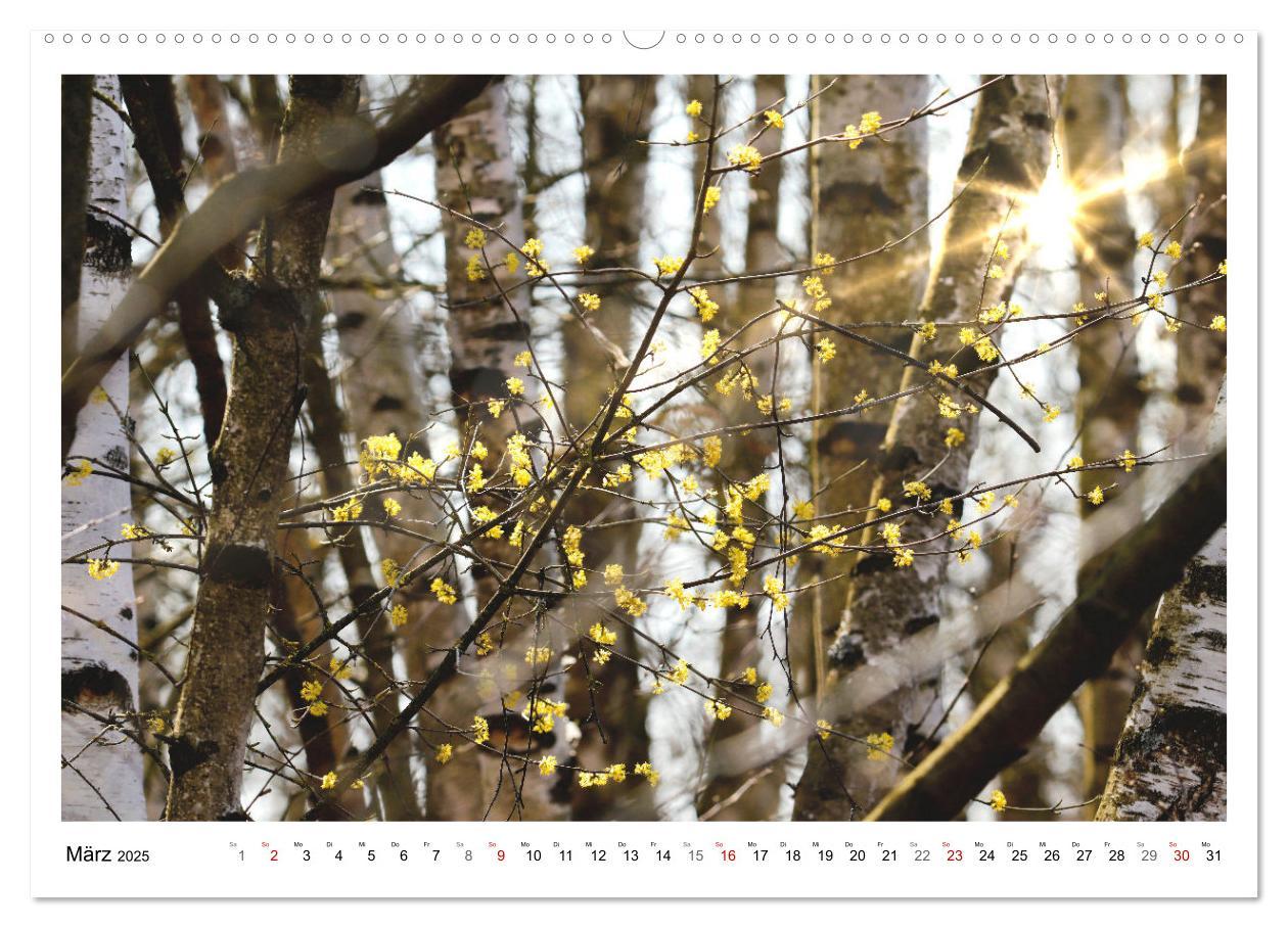 Bild: 9783435079957 | Mein Sehnsuchtsort, der heimische Wald (Wandkalender 2025 DIN A2...