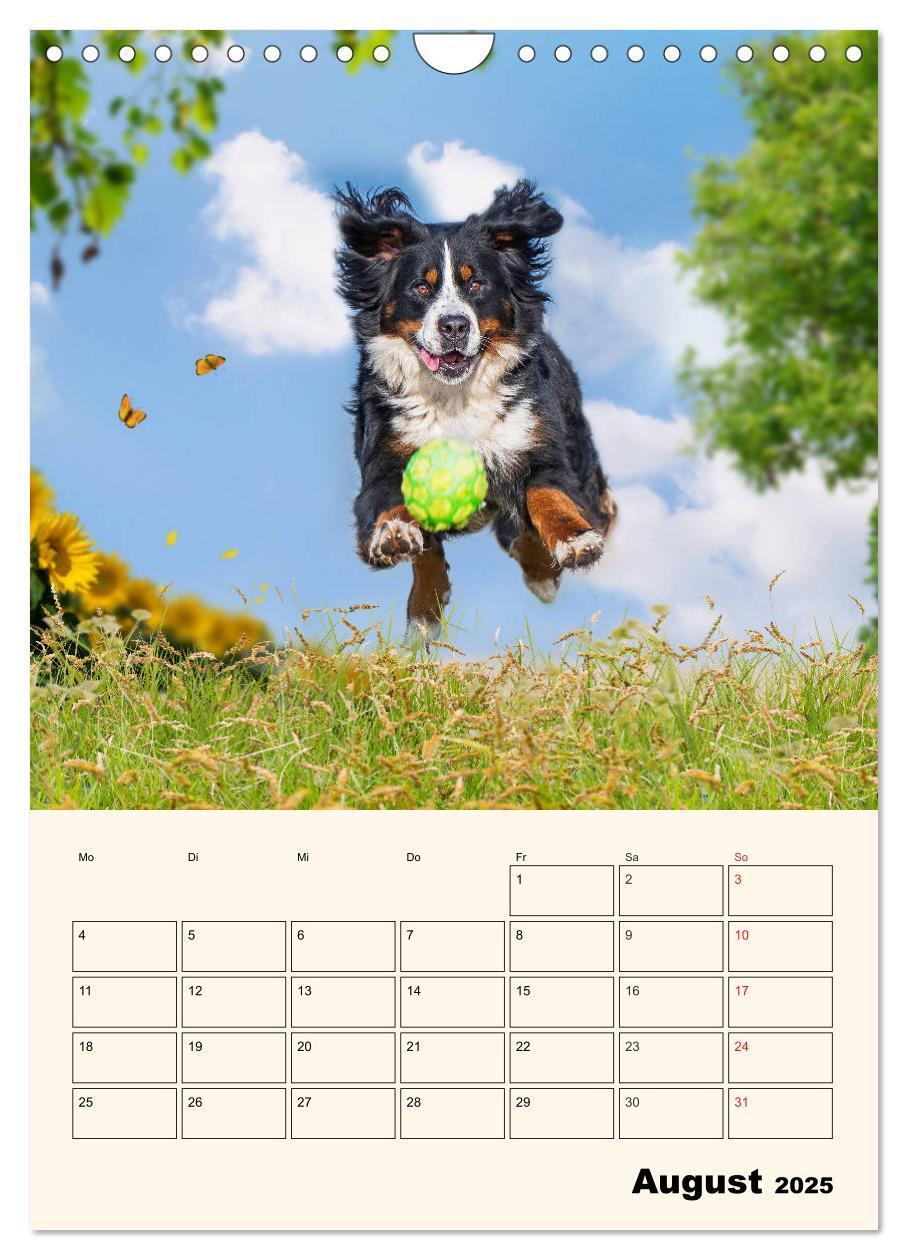 Bild: 9783435938315 | Traumhaft schön - Der Berner Sennenhund (Wandkalender 2025 DIN A4...