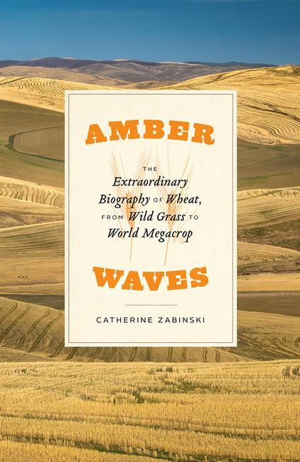 Cover: 9780226553719 | Amber Waves | Catherine Zabinski | Buch | Gebunden | Englisch | 2020