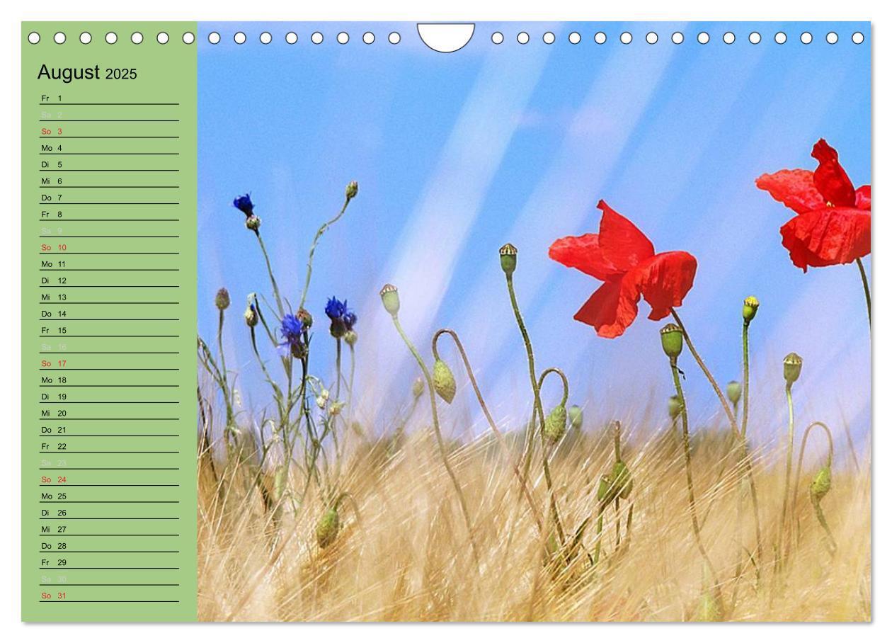 Bild: 9783435842339 | Mohnblumen Träume (Wandkalender 2025 DIN A4 quer), CALVENDO...