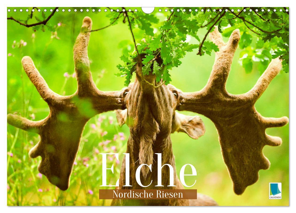 Cover: 9783457161203 | Elche: Nordische Riesen (Wandkalender 2025 DIN A3 quer), CALVENDO...