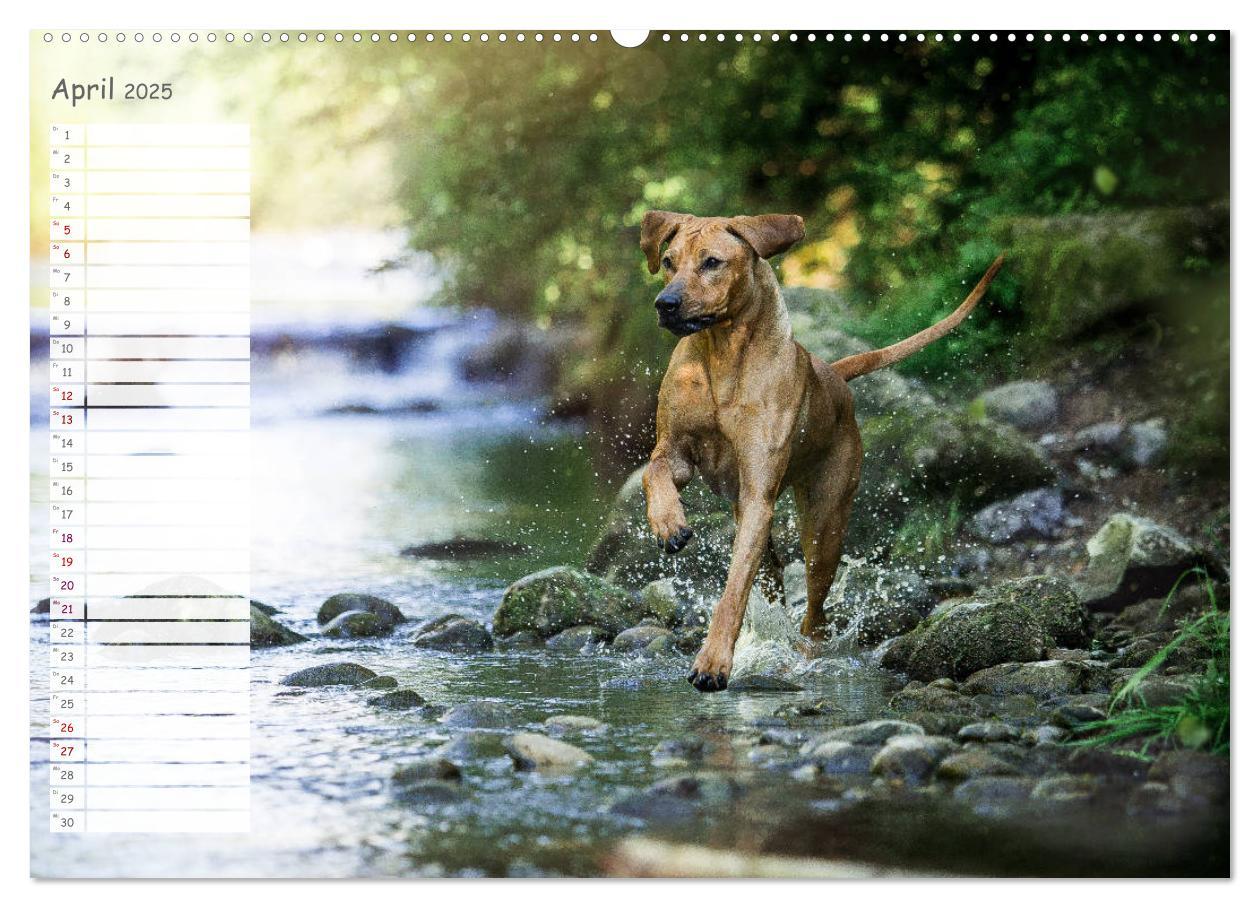 Bild: 9783435352449 | Rhodesian Ridgeback - Herzen auf vier Pfoten (hochwertiger Premium...