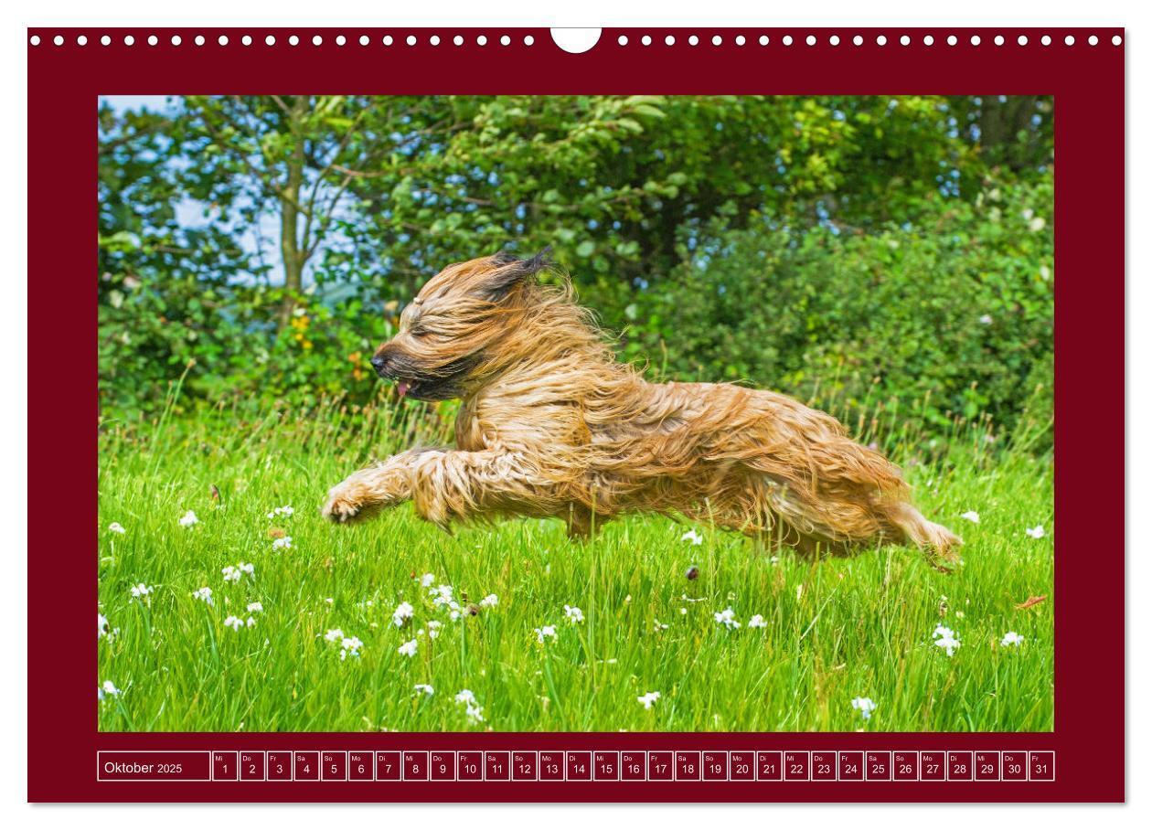 Bild: 9783457153079 | Herz auf vier Pfoten - Briard (Wandkalender 2025 DIN A3 quer),...