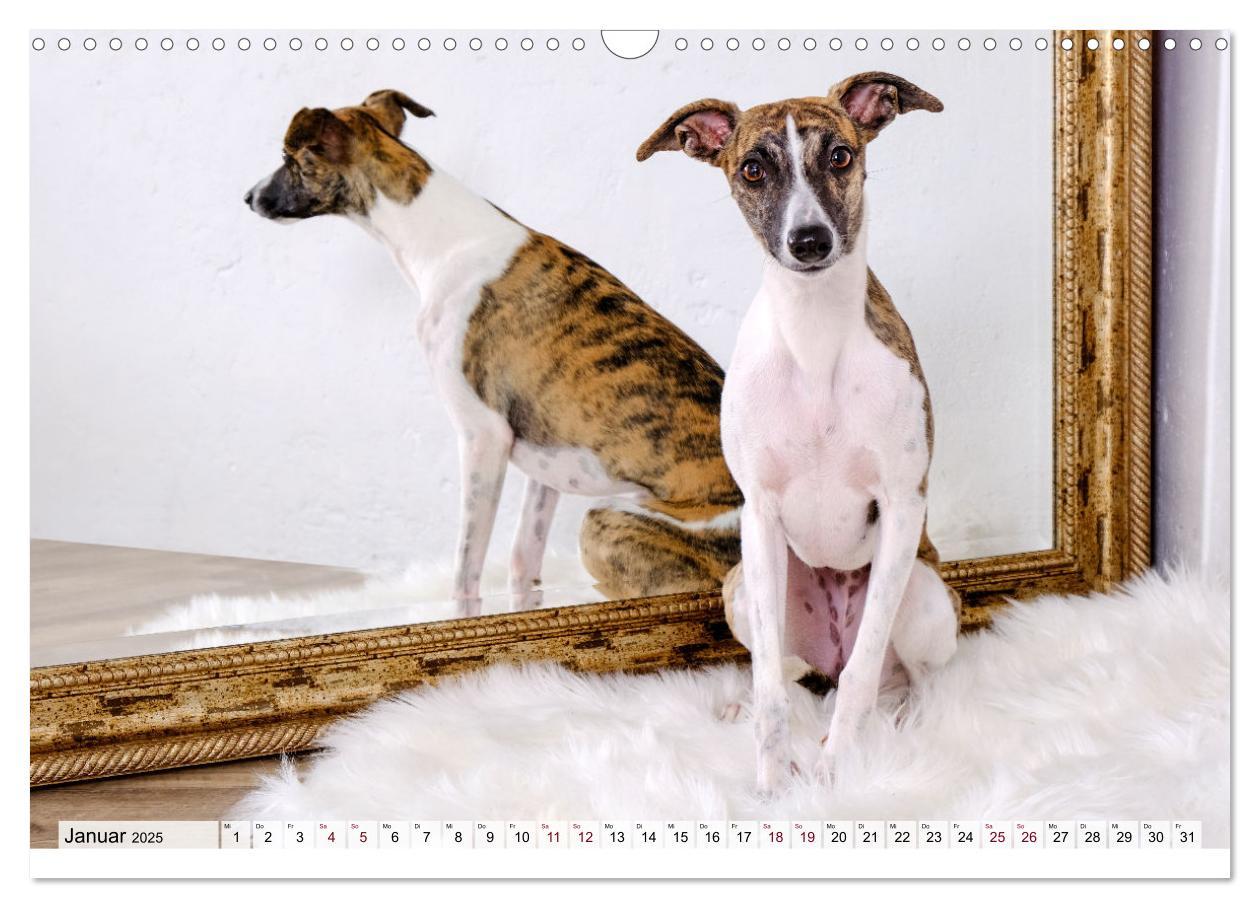 Bild: 9783383941634 | Der Whippet - ein Seelenhund (Wandkalender 2025 DIN A3 quer),...