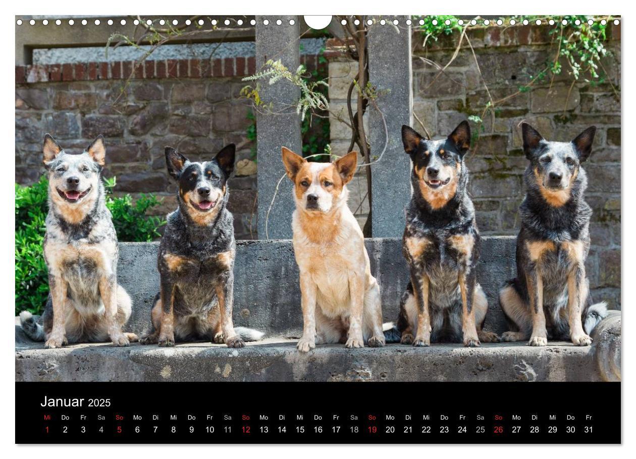 Bild: 9783435463558 | Australian Cattle Dogs zwischen Kunst und Kultur (Wandkalender 2025...