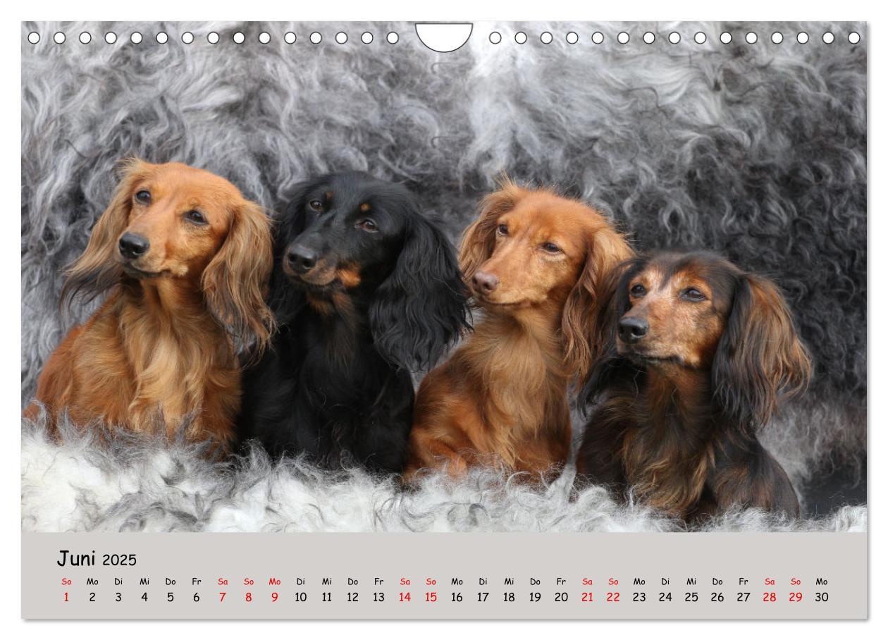 Bild: 9783383865374 | Zwergdackel von Kadi (Wandkalender 2025 DIN A4 quer), CALVENDO...