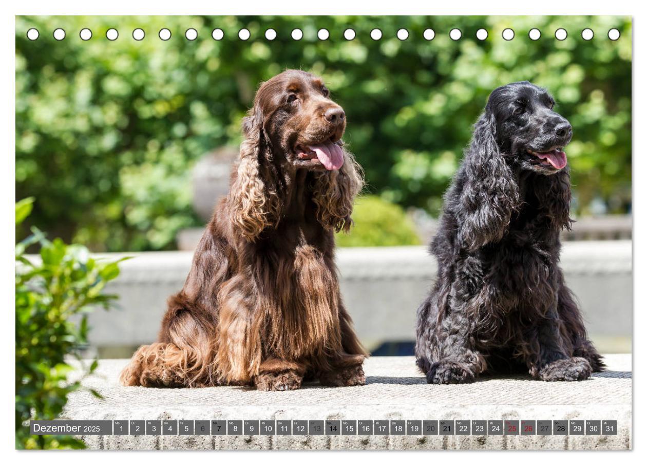 Bild: 9783435446605 | English Cocker Spaniels - Ein Spaziergang im Park (Tischkalender...