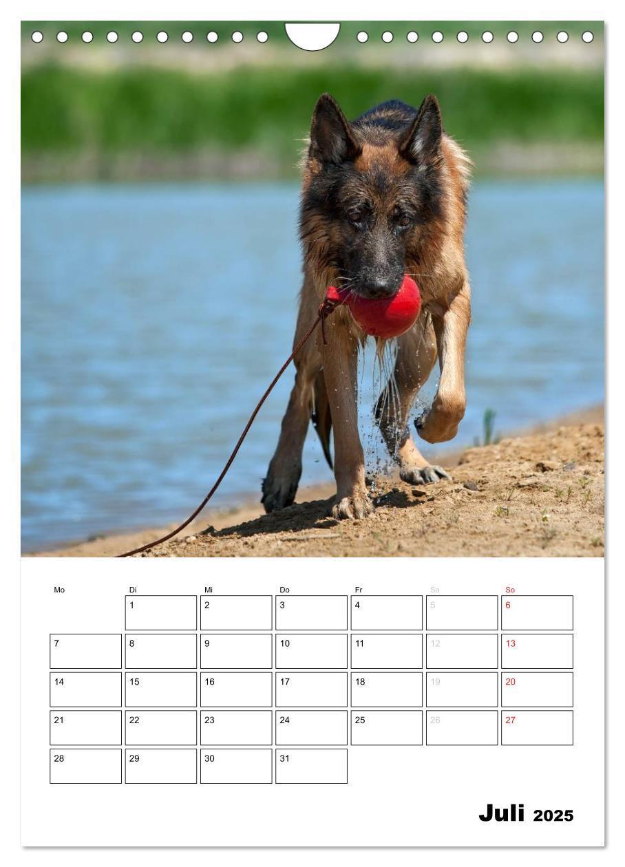 Bild: 9783457026731 | Deutsche Schäferhunde - Seelentröster auf vier Pfoten (Wandkalender...