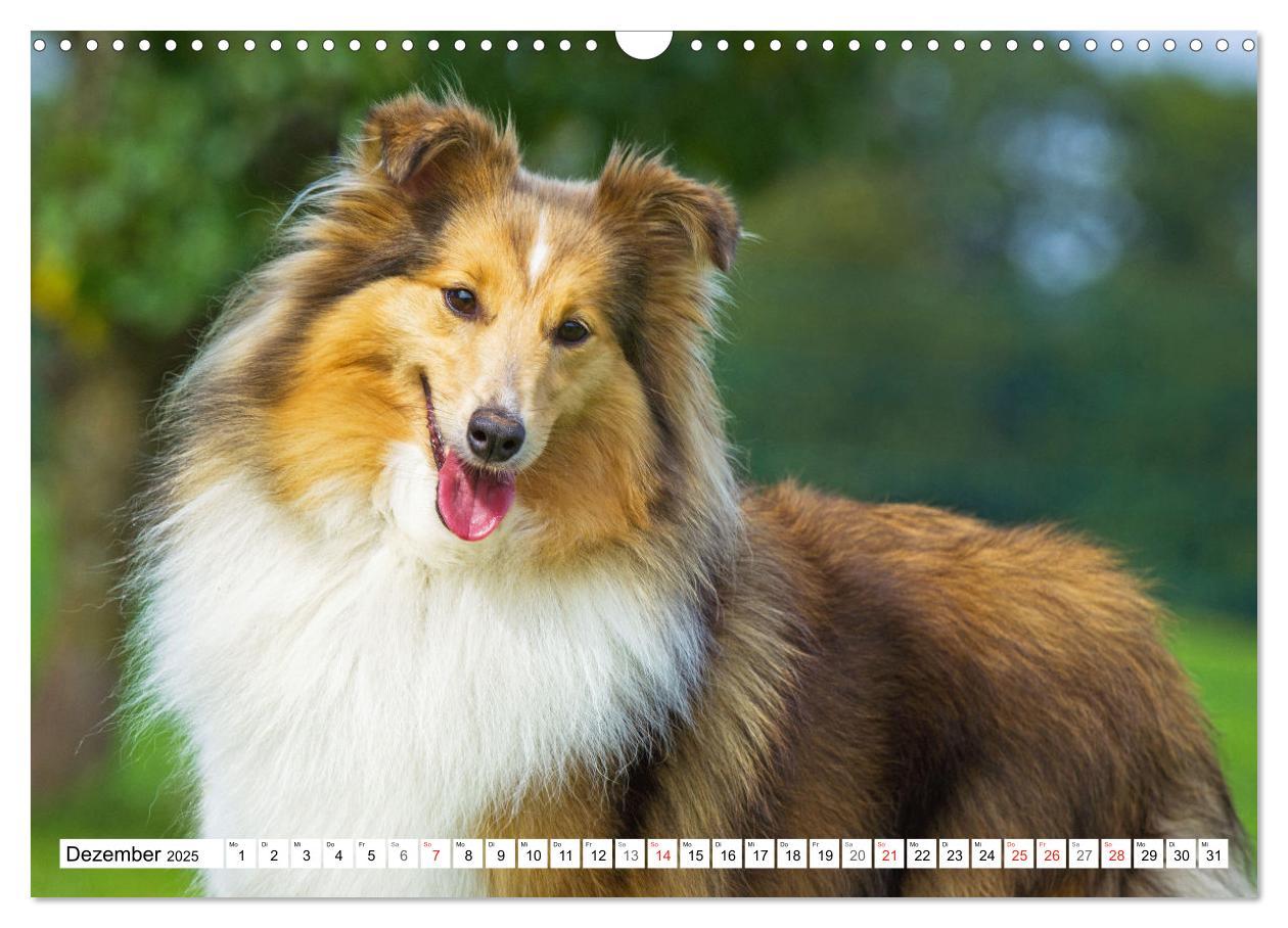 Bild: 9783435131648 | Hütehund der Shetland Inseln - Shetland Sheepdog (Wandkalender 2025...