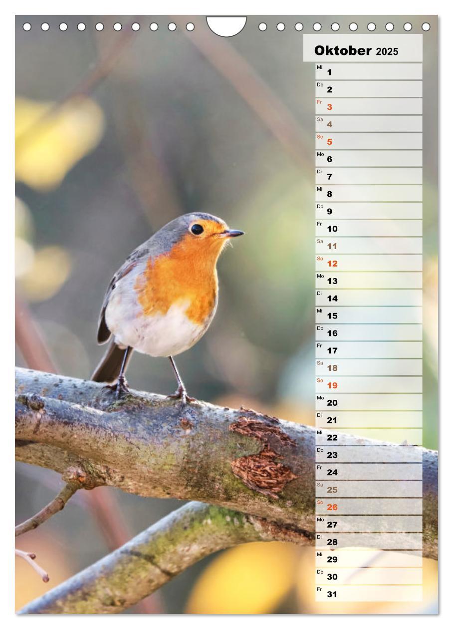 Bild: 9783435881208 | Niedliche Rotkehlchen (Wandkalender 2025 DIN A4 hoch), CALVENDO...