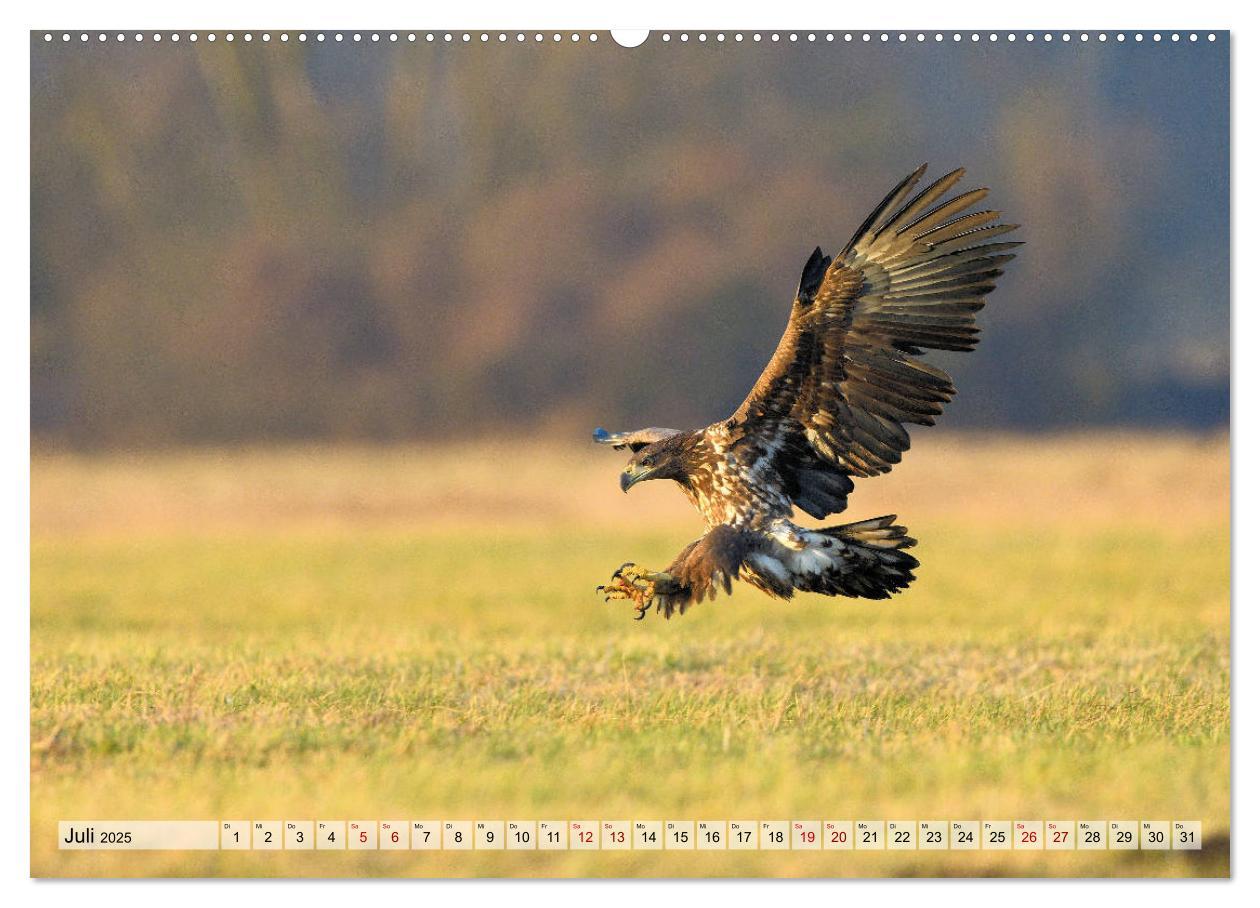 Bild: 9783435230105 | Majestätische Seeadler (Wandkalender 2025 DIN A2 quer), CALVENDO...