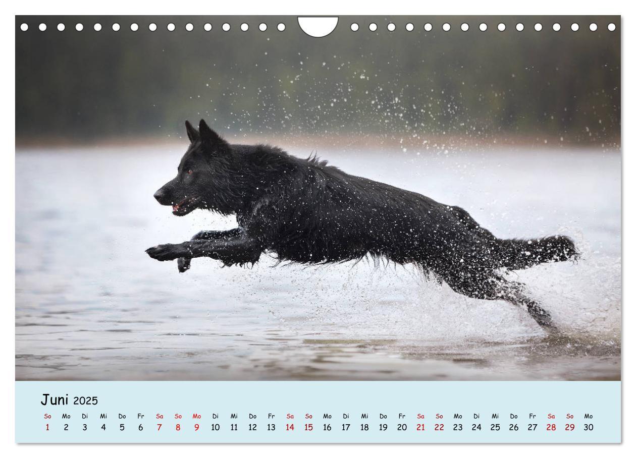 Bild: 9783435351459 | Schäferhunde und Ihre Vielfalt (Wandkalender 2025 DIN A4 quer),...