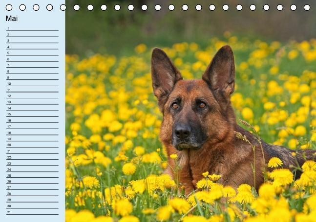 Bild: 9783660367836 | Der Schäferhunde-Geburtstagskalender (Tischkalender immerwährend...