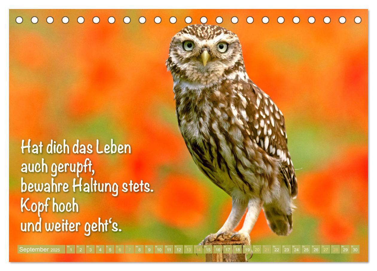 Bild: 9783457179574 | Die Eulen sind los: Edition lustige Tiere (Tischkalender 2025 DIN...