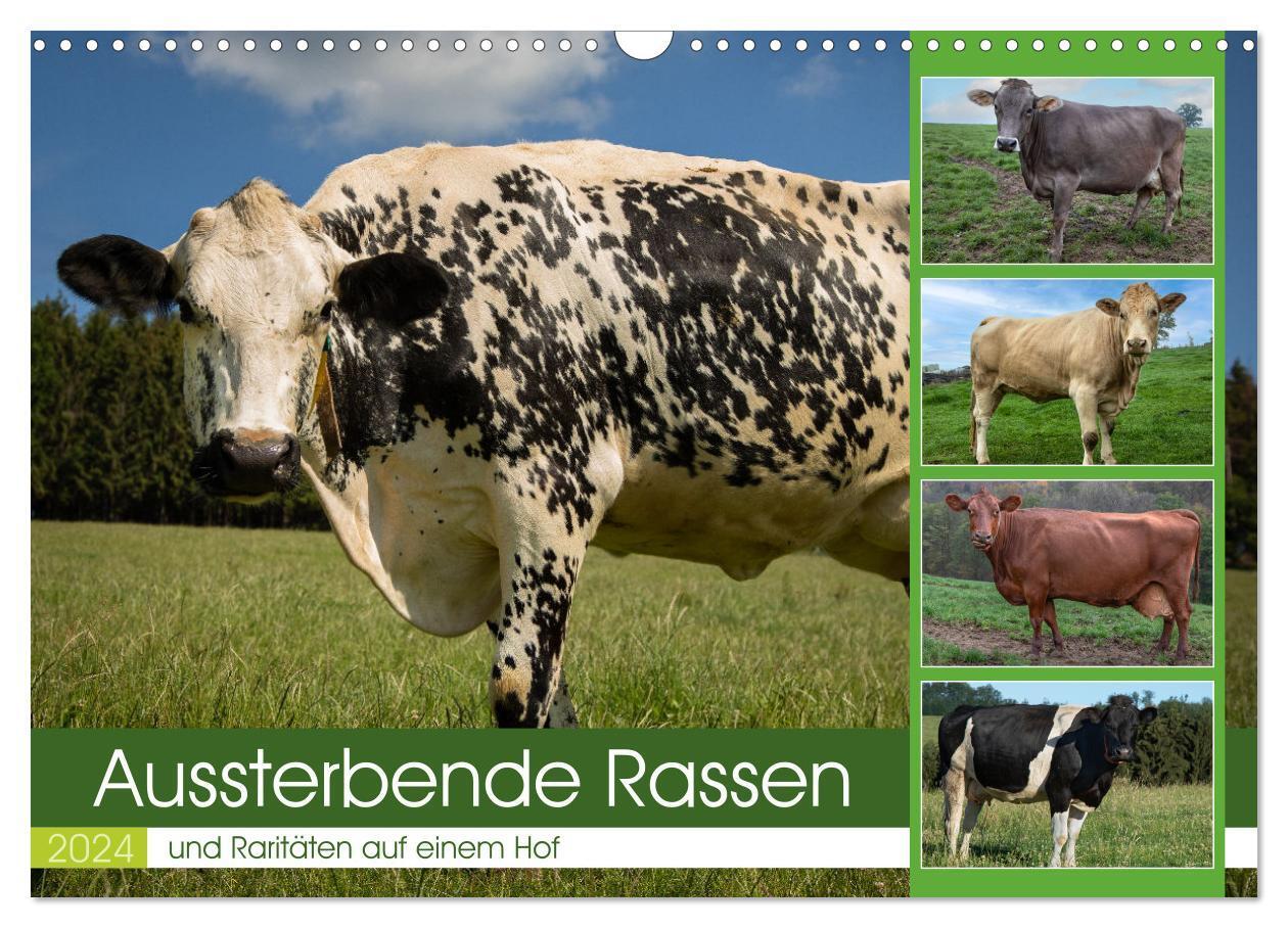 Cover: 9783675773172 | Aussterbende Rassen und Raritäten (Wandkalender 2024 DIN A3 quer),...