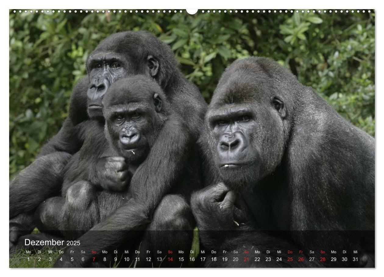 Bild: 9783435623549 | Menschenaffen. Gorillas, Schimpansen, Orang-Utans (Wandkalender...